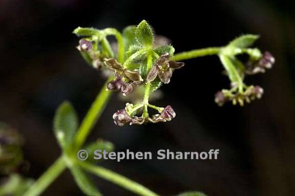 galium bolanderi 3 graphic